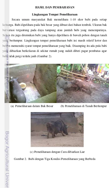 Gambar 2.  Babi dengan Tiga Kondisi Pemeliharaan yang Berbeda 