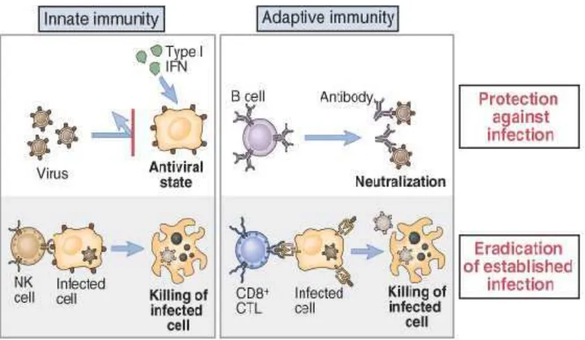 Gambar 2.Imunitas terhadap Infeksi Virus
