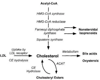 Gambar 2. Bagan singkat proses metabolisme dan jalur transportasi yang mengontrol kadar kolesterol pada sel mamalia (Liscum, 2002)