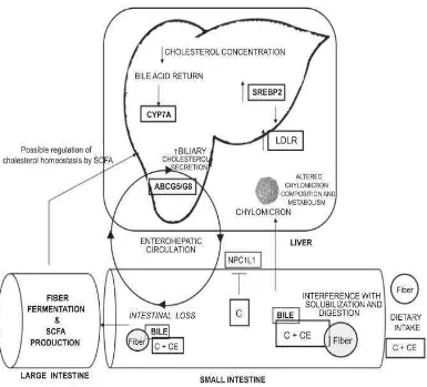 Gambar 4. Mekanisme potensial yang menjelaskan efek hipokolesterolisme yang 