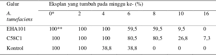 Tabel 1 Persentase  keberhasilan transformasi genetik dengan dua galur A. tumefaciens dengan                     menggunakan eksplan daun dan nodus 