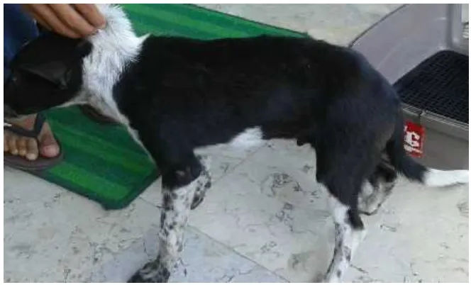 Gambar 1. Kondisi anjing yang mengalami fraktur os. tibia fibula.