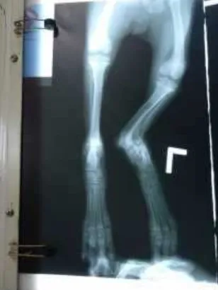 Gambar 2. Foto rontgen anjing kasus yang mengalami fraktur pada os. tibiafibula.