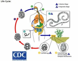 Gambar 6. Siklus hidup Ascaris lumbricoides (CDC, 2015).