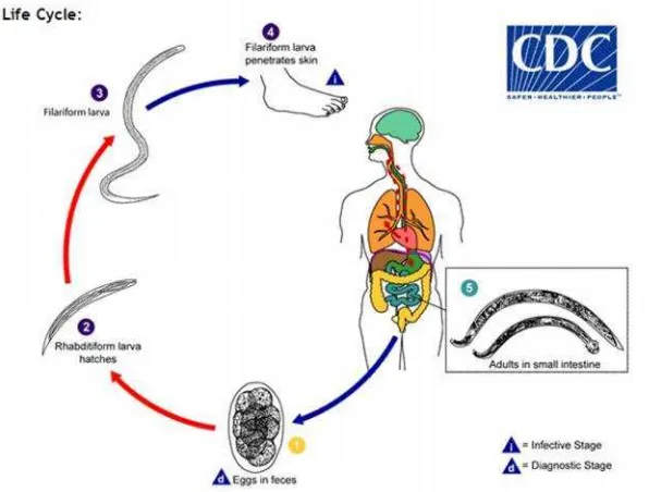 Gambar 10. Siklus hidup cacing kait (CDC, 2013).