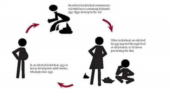 Gambar 11. Skema siklus hidup / Siklus penularan cacing pada anak-anak usia sekolah (WHO, 2015).
