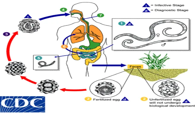 Gambar 3. Siklus hidup Ascaris lumbricoides (CDC, 2015)