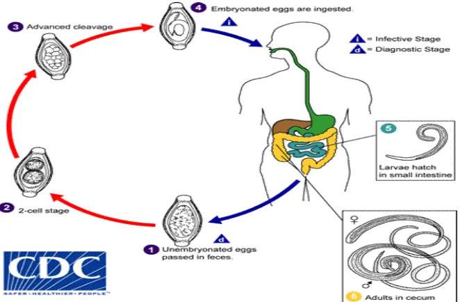 Gambar 5. Siklus hidup  T. Trichiura (CDC, 2013c)