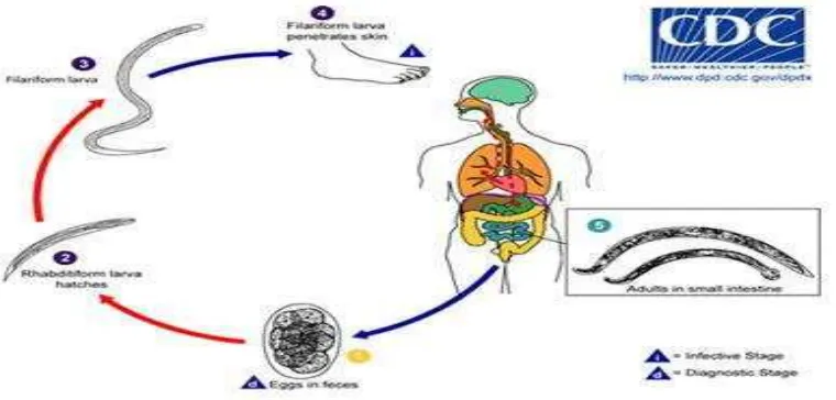 Gambar 6. Siklus hidup hookworm (CDC, 2013d) 