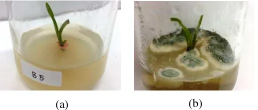 Gambar 3. (a) Eksplan Terkontaminasi Bakteri pada 4 MST (B) Eksplan Terkontaminasi Jamur pada 1 MST