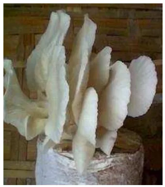 Gambar 1. Jamur tiram putih (Pleurotus ostreatus (L.) Fries)  