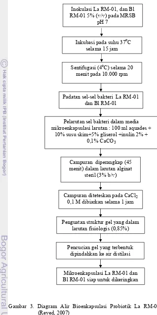 Gambar 3. Diagram Alir Bioenkapsulasi Probiotik La RM-01 dan Bl RM-01  