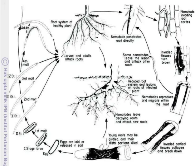 Gambar 4. Siklus Hidup Pratylenchus brachyurus (Singh dan Sitaramaiah,1993) 