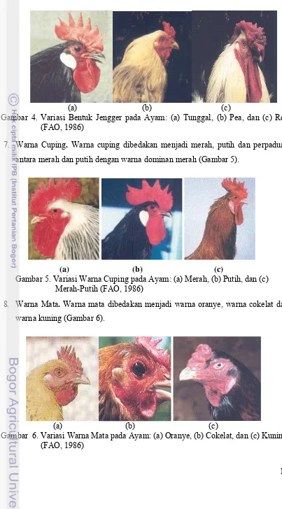 Gambar 4. Variasi Bentuk Jengger pada Ayam: (a) Tunggal, (b) Pea, dan (c) Ros 