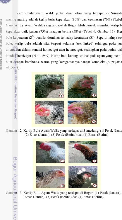 Gambar 12). Ayam Walik yang terdapat di Bogor lebih banyak memiliki kerlip bulu 