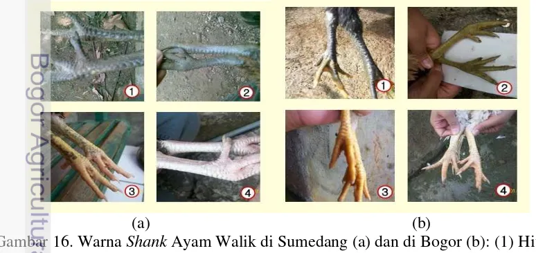 Gambar 16. Warna Shank Ayam Walik di Sumedang (a) dan di Bogor (b): (1) Hitam, 