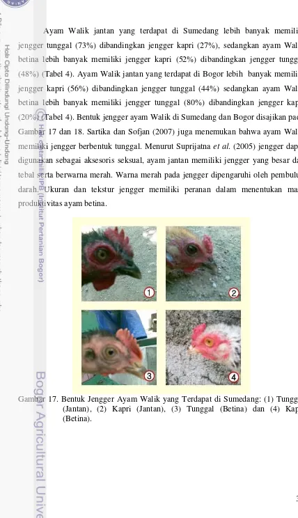 Gambar 17 dan 18. Sartika dan Sofjan (2007) juga menemukan bahwa ayam Walik 