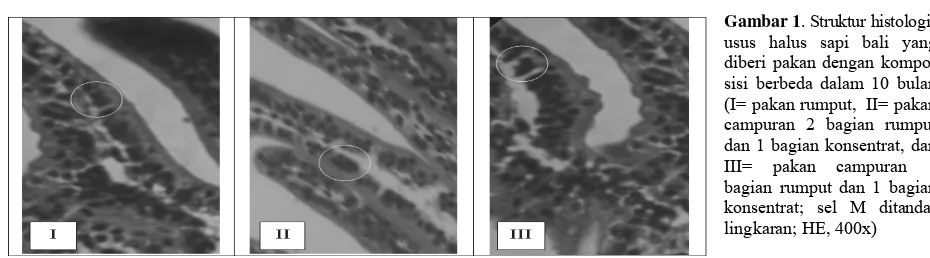 Gambar 1. Struktur histologis usus halus sapi bali yang diberi pakan dengan kompo-sisi berbeda dalam 10 bulan (I= pakan rumput,  II= pakan campuran 2 bagian rumput dan 1 bagian konsentrat, dan III= pakan campuran 1 bagian rumput dan 1 bagian konsentrat; sel M ditandai lingkaran; HE, 400x) 