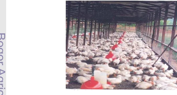 Gambar 1. Salah Satu Manajemen Perkandangan pada Peternakan Ayam Broiler. 