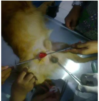 Gambar 1. Insisi pada Kulit dan Subkutan 