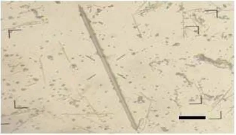 Gambar 21. Mikrostruktur Kalsium Oksalat pada Umbi Iles-iles Segar dengan Mikroskop Polarisasi (perbesaran 400 kali)   