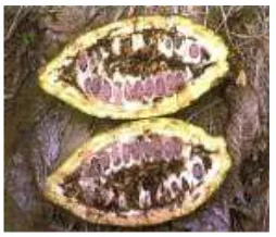 Gambar 2 Ngengat penggerek buah kakao.           (http://database.deptan.go.id)