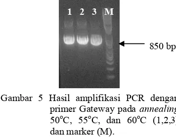 Gambar 5 Hasil amplifikasi PCR dengan