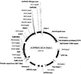 Gambar 5  Peta Plasmid pCambia 1301 