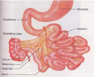 Gambar 3. Tiga bagian dari usus halus, yaitu duodenum,jejunum dan ileum (Shier et al. 2002)