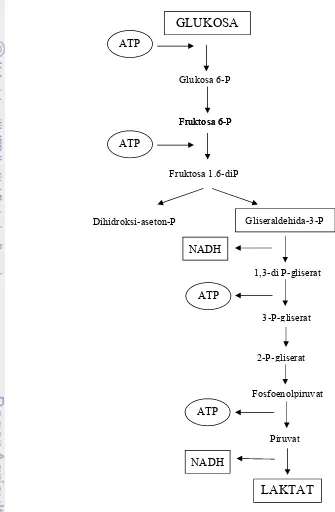 Gambar 1. Metabolisme homofermentatif (Axellson dalam Salminen (2004))