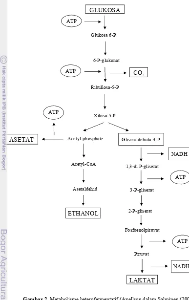 Gambar 2. Metabolisme heterofermentatif (Axellson dalam Salminen (2004))