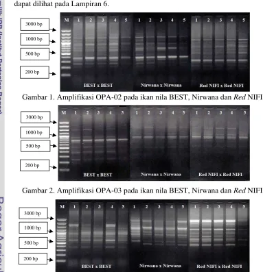 Gambar 1. Amplifikasi OPA-02 pada ikan nila BEST, Nirwana dan Red NIFI 