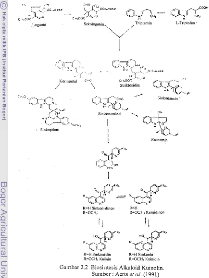 Gambar 2.2 Biosintesis Alkaloid KuinaIin. 