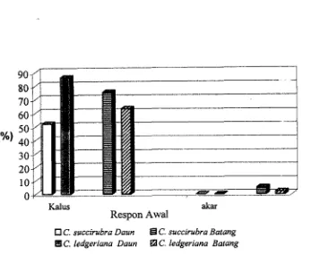 Gambar 4. I .I b, Respon C succirubra dm C. ledgerim0 pada eksplm dam 