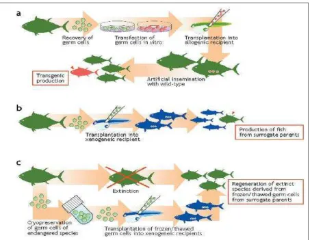 Gambar 2. Aplikasi transplantasi sel germinal pada ikan. (a) Produksi ikan trasgenik. (b) Produksi ikan pada induk beda spesies (surrogate broodstock)