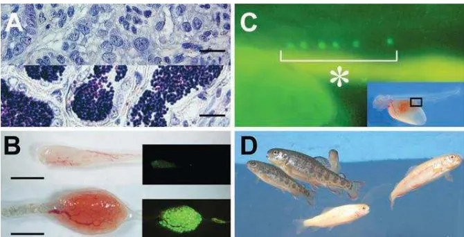 Gambar 5. Perkembangan sel germinal donor (rainbow trout(masu salmon) pada ikan resipien ) dan hasil keturunan F1 rainbow trout dari induk masu salmon (Okutsu, 2007)