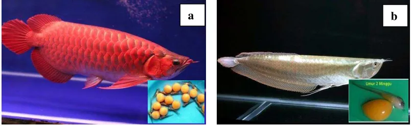 Gambar 6. Ikan Arwana super red (a) Ikan Arwana Irian (b) dan larvanya 