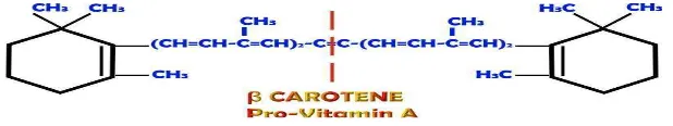 Gambar 8. β-karoten sebagai pro-vitamin A (Hikaruuchi, 2010) 