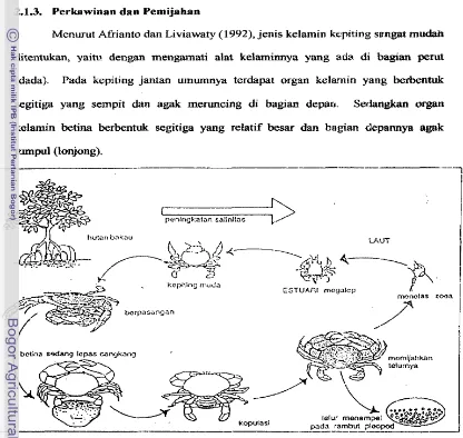 Gambar 2. Daur hidup kepiting bakau menurut Soim, 1994 