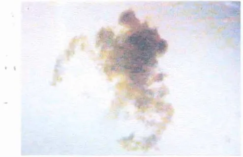 Gambar 16. Larva Kepiting Bakau (Scyla sp.) fase megalopa yeng tatagkep di lokasi 