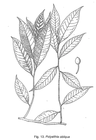 Fig. 13. Polyalthia obliqua 