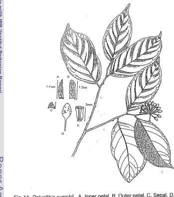 Fig. 14. Polyalthia rumphii A. Inner petal. B. Outer petal. C. Sepal. D. Carpidia. 
