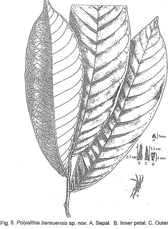 Fig. 5. Polyalthia berauensis sp. nov. A. Sepal. B. Inner petal. C. Outer petal. D. 