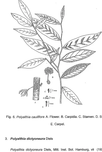 Fig. 6. Polyalthia cauliflora A. Flower. B. Carpidia. C. Stamen. D. Sepal 