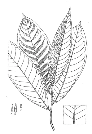 Fig. '9. Polyalthia igniflora. A. Inner petal. 8. Outer petal. C. Stamen. 