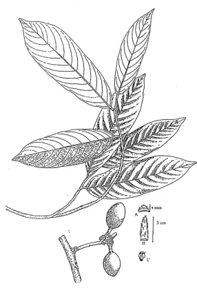 Fig. 11. Polyalthia lateriflora A. Stamen. B. Petal. C. 
