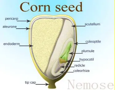 Gambar 2. Anatomi biji jagung (Geochembio, 2010) 