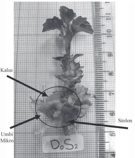 Gambar 4. Umbi mikro daun dewa yang terbentuk pada ujung stolon umur 10 MSP dengan perlakuan 6% sukrosa dan 50 mg L-1 daminozide