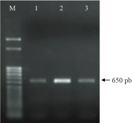 Gambar 2  Visualisasi fragmen DNA hasil reverse transcription-polymerase chain reaction menggunakan primer spesiik untuk Luteovirus dari sampel tanaman cabai yang memperlihatkan gejala klorosis yang diambil dari daerah Payangan, Gianyar, Bali (kolom 1 s/d 