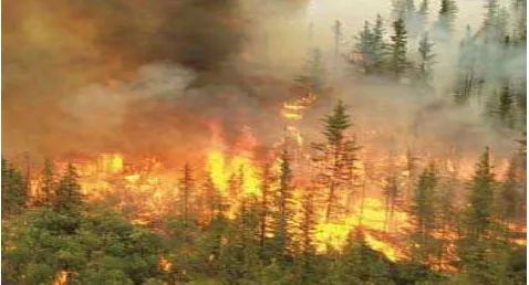 Gambar 8.2 Kebakaran hutan 